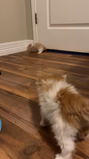 This is the first time five week old kittens are getting to explore the room. You can hear mama not quite sure about her kitties getting some independence from their nest. They are not drunk, but they certainly act like it. It is a full on comedy episode watching them around this age find their legs! Look at them, trying to play and wrestle, and then they fall over, stumbling over their own little feet. This stage only lasts about three days but makes me smile every time. I will make a longer re