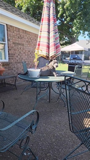 Felony Melanie is constant entertainment. This wild child is always into something, on top of something, or stealing something, and giving me a day full of WTH moments. This crazy girl loves to climb. She keeps us laughing. #felony melanie #tabledecoration #naughtydog #funnydogs #patiodecor #tabledecor | MidSouth Animal Rescue League