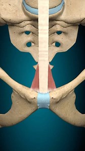 Pyramidalis Muscle Origin: The pyramidalis muscle originates from...