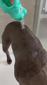 3K views · 256 reactions | Come for a shower with me勺 #staffy #dog #funnydog #doglover #cute #puppylove | The Blue Staffy | Facebook