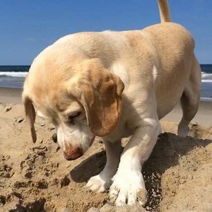 Sand tongue. #sidvid | my regal beagle
