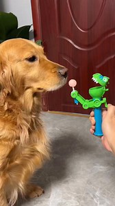41K views · 378 reactions | Hey, let me see your photos too!#timi #funny #happy #moment #short #cutebaby #photochallenge #iphone #lovers #shortsvideos #videogames #HMPV #virals Dog Funny Videos#cate #billiards | Dog Funny Videos | Facebook