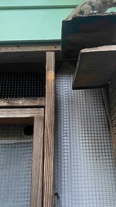 Secret Squirrel Wildlife Rehabilitation on Reels