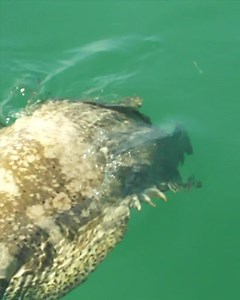 The FWC has changed the regulations on the Goliath Grouper! What are your thoughts and will you be putting in for the lottery???? Comment Below!!! #saltwaterexperience #fishing #FWC #regs #GoliathGrouper #goliathgrouperfishing | Saltwater Experience