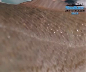 Get ready for the 9th Annual Big Fish Classic! Mark your calendars and join us for an unforgettable tournament—big fish, big prizes, and even bigger memories. | Sodium Fishing Gear | Facebook