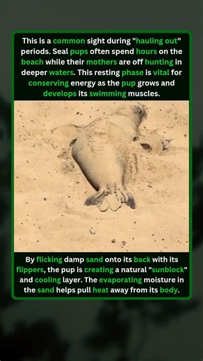 Sunbathing #viral