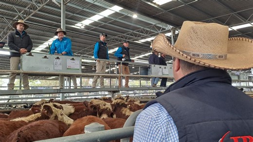 Steer prices converge amid dry autumn