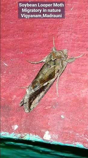 Soybean Looper Moth(Looper insect Video-02)