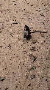 Sorry Nadia | Wildlife Idol