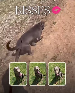 Kisses out on her walk with trainer Michelle today! #labrador #mdk9training #localdogtraining #marylanddogtrainingandboarding #masondixonk9 #mdk9 #dogwalkies | Mason Dixon K9