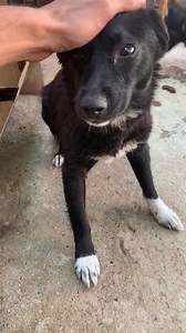 3.9K views · 86 reactions | Roxy-medium size female ,arround 4 years old,friendly with people and dogs ,brought in public shelter Dorohoi by dogcatchers!!!She is in danger to be killed by other stronger dogs in any moment!!please share,foster,adopt her!!Black dogs deserve a chance too!! | We care about strays | Facebook