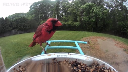 Wet Cardinal | Cardinal Love