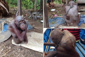 How world's most abused orangutan went BALD after being chained up and starved