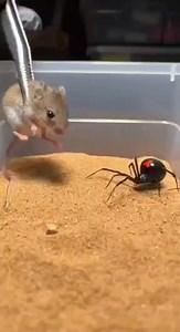 976K views · 6.9K reactions | A rare and intense moment from nature where a spider takes on a mouse. Wildlife can be surprising, powerful, and unpredictable. Watch till the end!#NatureVideo #WildlifeMoment #AnimalWorld #RareFootage #Unexpected #NatureLovers #WildLifeFacts #SurvivalOfTheFittest #ViralVideo #AmazingNature | SpiderVerse Wild | Facebook