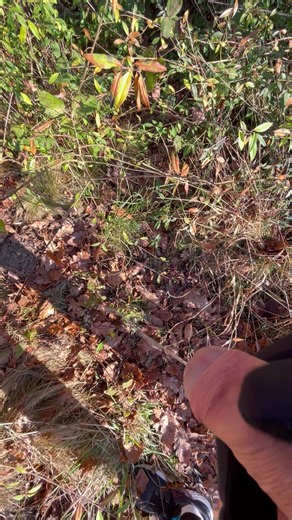 French runner pissing in the woods