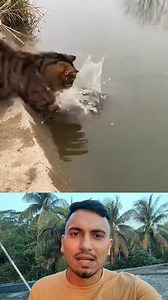 বিড়াল পুকুর থেকে কিভাবে মাছ শিকার করে 😱 #reelsvideo #facebookreelsviral #wildlife | Sheikh Mohammad Yasin