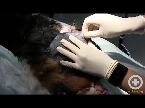 Dog Head Abscess Treatment: How to Prep, Drain & Flush | Vet Tutorial Part 1