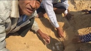 Nest of critically endangered ‘royal turtles’ discovered in Cambodia