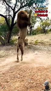 756K views · 3.2K reactions | सिंह को हात बाट बच्न गारो छ  #lion #lionking #lions #wildlife #animals #nature #art #love #wildlifephotography #safari #africa #lioness #tattoo #king #photography #tiger #liontattoo #leo #animal #bigcats #cat #lionsofinstagram #naturephotography #travel #wild #instagram #instagood #zoo #bigcat #elephant | Khem Dhami | Facebook