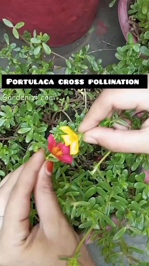 Discover the beauty of cross-pollination in Portulaca! 🌼✨ Attracting bees and butterflies can enhance genetic diversity and lead to vibrant blooms. Try manual pollination for even better results! #gardenizi #Portulaca #CrossPollination #GardeningTips | Seed to Flower