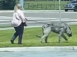 Residents confused by woman walking massive dog that could be a wolf