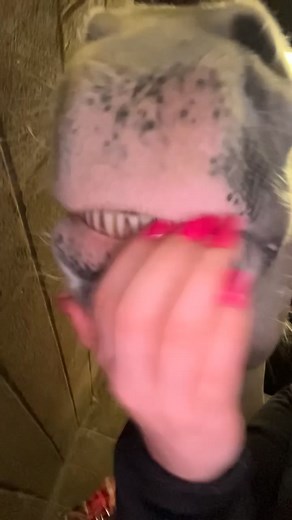 Daily ASMR Sounds of Horses Teeth Scratching