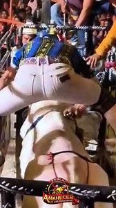 Asi quedo nuestra participacion el Torneo de Santo Domingo Tonala Oaxaca con nuestro toro Masacre en Texas y Chepe Diaz, les compartimos que Mentiras de Josue no pudo representarnos como teníamos previsto, debido a una pequeña lesión y decidimos no exponerlo a mas daño dejando que se recuperara. #RanchoAmanecer #LasMaquinas #JosueRomualdo | Rancho Amanecer