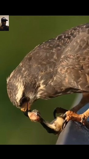 A unsuspecting sparrow became prey to a swooping hawk. #fypシ゚viralシfypシ゚viralシalシ #birds #birdlife Birds of Prey | Forestinalive1986