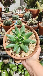 5.6K views · 768 reactions | Mammillaria Longimamma or the finger cactus     #bikolanahardinera #cactus #cacti #plantita #plantsmakepeoplehappy #cactuslover #cactuscollection #cacticacti #plantita | Bikolanahardinera | Facebook