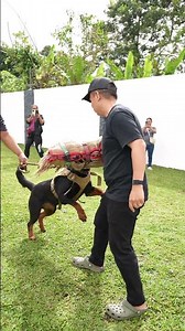 Di ba nya ako kakagatin dito? 😝 #pangmalakasansupero #rottweiler #superorawdogfood