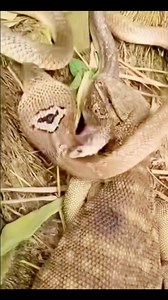 সাপের লড়াই #mhstudycentre | MH Study Centre