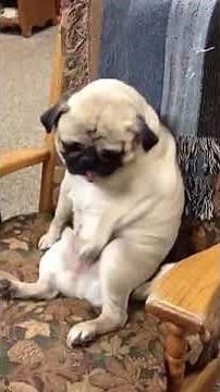 Pug scratching his balls