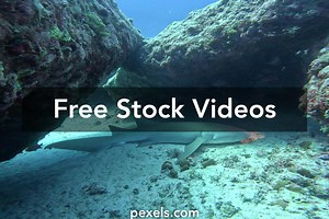 Best Japanese sharking vides Videos