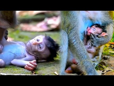 The life of wild animals in the forest. Baby monkeys have no milk, their bodies get weaker every day