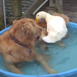 22K views · 479 reactions | Esses dois são melhores amigos, pouco importa se um deles é um cão e outro um pato. Para mais vídeos destes dois: youtube.com/user/francesmarsh | Belas Imagens | Facebook