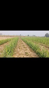 vertical single Bud Naturalization of sugarcanefarming #GrowmorewithLess | Diljinder Sahota