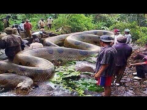 The Most Dangerous Chase in the Amazon! Anaconda Vs Crocodile!