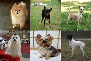 82 Dog breeds under 30 pounds: Complete List & Pictures