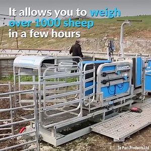 47K views · 696 reactions | This machine makes sheep handling a breeze!  Via: Te Pari | Interesting Engineering | Facebook