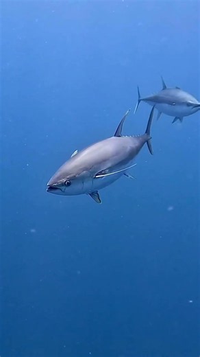 Why Does Tuna Fish Have Black Meat? 🐟😱