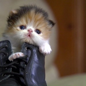 3.1K views · 13 reactions | De klootzakken onder de dieren. | Comedy Central Nederland | Facebook