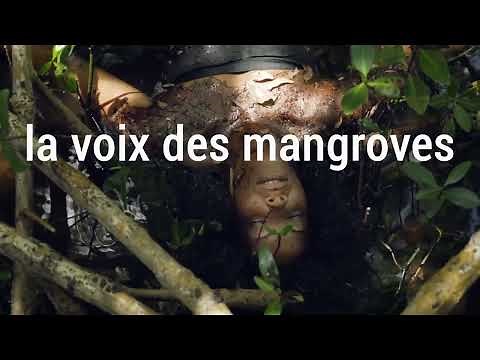 Bande-annonce du documentaire "La voix des mangroves"