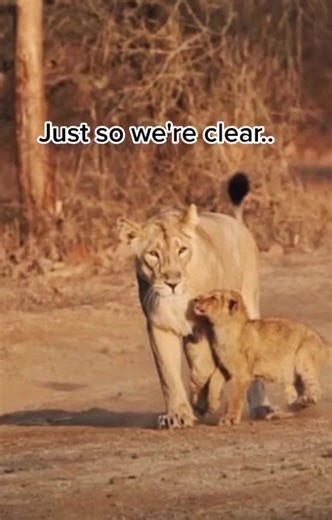 #inspiration #inspirationalquotes ##motivation | Lion Motivation