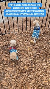 Puppies on a Mission! #Scouting #Patrolling #WatchDogs #NeighborhoodWatch #PuppiesOnPatrol #OnAMission #AtTheDogPark @Everyone | Deborah Borchert | Facebook