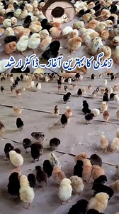 6.8K views · 191 reactions | How to Raise Baby Chicks | Tips for...