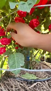 Jamaican Red Scotch Bonnet Pepper Seeds - Etsy Canada