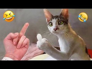 1 Hour Try Not To Laugh 🤣 Funniest Cats and Dogs Videos 😹🐶 Part 12