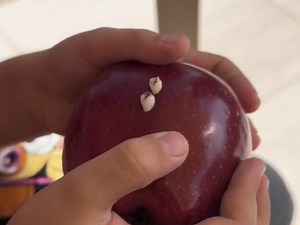 Young girl losing her teeth to an apple