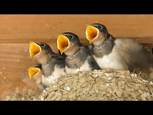 4K ツバメの子供 Baby Barn Swallows