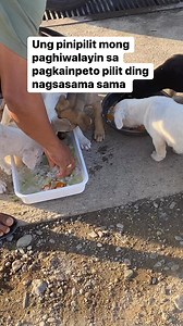 Hindi malaman kung san gusto talaga o parehong gusto #dogliver#animallover#cuties#puppies#siblings | Maris Almera